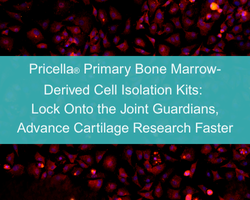 Pricella® Primary Bone Marrow-Derived Cell Isolation Kits: Precise Isolation of Multilineage Cells for Advanced Bone Marrow Research - cover
